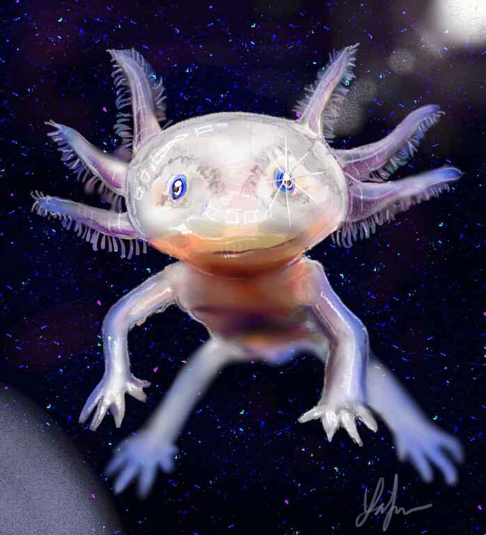 Axolotl in Space